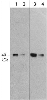 Western blot analysis of human full length MuRF1 recombinant protein. The blot was probed with mouse monoclonal MuRF1 (C-terminal region) at 1:250 (lane 1) and 1:1000 (lane 2) and rabbit polyclonal MuRF1 (C-terminal region) at 1:1000 (lanes 3) and 1:4000 (lane 4).