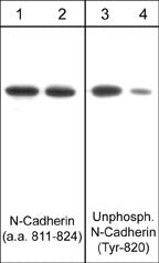 Western blot image of human endothelial cells untreated (lanes 1 & 3) or treated with pervanadate (1 mM) for 30 min (lanes 2 & 4). The blots were probed with anti-N-cadherin (a.a. 811-824) (lanes 1 & 2) and anti-unphosphorylated N-cadherin (Tyr-820) (lanes 3 & 4).