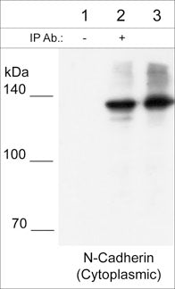 Western blot image of mouse brain lysate immunoprecipitated with no antibody (lane 1), anti-N-Cadherin (CP1751) rabbit polyclonal antibody (lane 2), and whole mouse brain lysate (lane 3). The blot was probed with anti-N-cadherin (Cytoplasmic) mouse monoclonal antibody (lanes 1-3) and detected using anti-Mouse Ig Light Chain specific:HRP secondary antibody.
