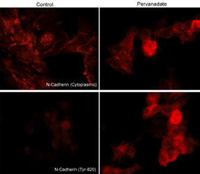 Immunocytochemical labeling of phosphorylated N-Cadherin in pervanadate-treated mouse C2C12. The cells were labeled with mouse monoclonal N-Cadherin (Cytoplasmic) and rabbit polyclonal N-Cadherin(Tyr-820) antibodies, then the antibodies were detected using appropriate secondary antibodies conjugated to Cy3.