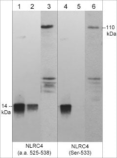 Western blot image of mouse recombinant NLRC4 (Ser-533) phosphorylated peptide (lanes 1 & 4) and dephosphorylated peptide (lanes 2 & 5), as well as human PMA-differentiated THP1 cells (lanes 3 & 6). The blots were probed with rabbit polyclonals anti-NLRC4 (a.a. 525-538) (lanes 1-3) and anti-NLRC4 (Ser-533) phospho-specific (lanes 4-6).
