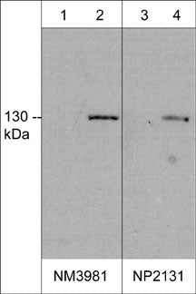 Western blot analysis of mouse macrophages untreated (lanes 1 & 3) or treated with LPS (1µg/ml) for 18 hrs (lanes 2 & 4). The blots were probed with mouse monoclonal anti-iNOS at 1:500 (lanes 1 & 2) or rabbit polyclonal anti-iNOS at 1:250 (NP2131).