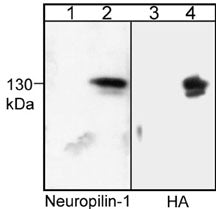 Western blot image of COS-7 cells untransfected (lanes 1 & 3) or transfected with HA-tagged mouse neuropilin-1 (lanes 2 & 4). Blots were probed with anti-Neuropilin-1 (NP2111) (lanes 1 & 2) or with anti-HA (lanes 3 & 4).