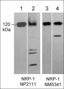 Western blot image of recombinant human Neuropilin-1 (lanes 1 & 3) and human PC3 cells (lanes 2 & 4). The blots were probed with rabbit polyclonal anti-Neuropilin-1 (NP2111) (lanes 1 & 2) or with mouse monoclonal anti-Neuropilin-1 (lanes 3 & 4).