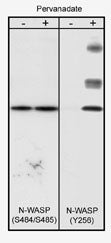 Western blot analysis of control and pervanadate-treated A431 cells (20 µg/lane). Blots were probed with either rabbit polyclonal anti-N-WASP (Ser-484/Ser-485) or anti-N-WASP (Tyr-256).