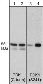 Western blot of MDA-MB-435 cells untreated (lanes 1 and 3) or treated with EGF (100 ng/ml) for 1 hr (lanes 2 & 4). Blots were probed with mouse monoclonal anti-PDK1 (C-terminal region) or rabbit polyclonal anti-PDK1 (Ser-241).