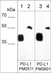 Western blot of human recombinant PD-L1 extracellular region (40 kDa; lanes 1 & 3) and endogenous PD-L1 in human lung (lanes 2 & 4). The blot was probed with mouse monoclonals anti-PD-L1 (PM0511) at 1:500 (lanes 1 & 2) and anti-PD-L1 (PM0801) at 1:250 (lanes 3 & 4).
