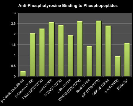 Bar graph showing rabbit polyclonal anti-Phosphotyrosine (PP2221) binding to a variety of phosphotyrosine containing peptides, but no binding to unphosphorylated peptide (beta-Catenin (a.a. 29-45).