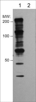 Western blot of human A431 cells treated with Calyculin A (100 nM) for 30 min. The blot was untreated (lane 1) or treated with lambda phosphatase (lanes 2), then probed with anti-Phosphothreonine (PP4641) at 1:1000.