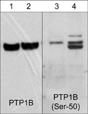Western blot image of human Jurkat cells untreated (lanes 1 & 3) or treated (lanes 2 & 4) with calyculin A (100 nM for 30 min.). The blots were probed with mouse monoclonal anti-PTP1B (lanes 1 & 2) or rabbit polyclonal anti-PTP1B (Ser-50) (lanes 3 & 4).