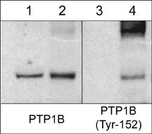 Western blot image of mouse SYF cSrc-transformed cells untreated (lanes 1 & 3) or treated (lanes 2 & 4) with pervanadate (1 mM for 30 min.). The blots were probed with rabbit polyclonal anti-PTP1B (a.a. 146-157) (lanes 1 & 2) or anti-PTP1B (Tyr-152) (lanes 3 & 4).