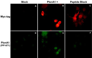 Immunocytochemical double labeling using anti-Myc mouse monoclonal and anti-Plexin-A1 rabbit polyclonal (PP1471) antibodies in Cos-7 cells mock transfected (A,D) or transfected with Myc-tagged mouse Plexin-A1 construct (B,E). The specificity of the binding in E was demonstrated by using Plexin-A1 peptide (PX1475) in the presence of this anti-Plexin-A1 antibody (C,F).
