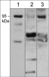 Western blot analysis of Sema-3F expression in adult mouse brain (lane 1), kidney (lane 2), and liver (lane 3). The blot was probed with anti-Sema-3F (SP3921) at 1:1000.
