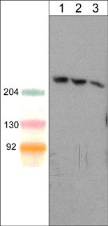 Western blot of mouse brain lysate. The blot was probed with mouse monoclonal anti-Shank1 (C-terminal region) antibody at 1:250 (lane 1), 1:500 (lane 2), or 1:1000 (lane 3).