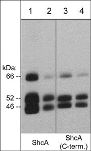 Western blot analysis of ShcA expression in A431 cell lysate (lanes 1, 2, 3, & 4). The blots were probed with rabbit polyclonal anti-ShcA (SP1331) at 1:1000 (lane 1) or 1:4000 (lane 2) and mouse monoclonal ShcA (C-terminal region) at 1:1000 (lane 3) or 1:4000 (lane 4).
