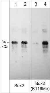 Western blot image of human Sox2 recombinant protein untreated (lanes 1 & 3) or treated with Set7 methyltransferase to methylate Lys-119 (lanes 2 & 4). The blot was probed with mouse monoclonal Sox2 (lanes 1 & 2) and rabbit polyclonal anti-Sox2 (Lys-119) methyl-specific antibody (lanes 3 & 4).