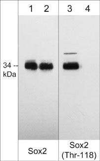 Western blot image of mouse F9 stem cells treated with with calyculin A (100 nM, 30 min.) (lanes 1-4) then Sox2 was dephosphorylated with lambda phosphatase (lanes 2 & 4). The blot was probed with mouse monoclonal Sox2 (lanes 1 & 2) and rabbit polyclonal anti-Sox2 (Thr-118) phospho-specific antibody (lanes 3 & 4).