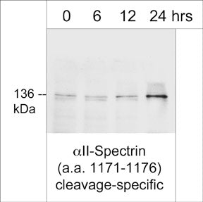 Western blot analysis of adult mouse diaphram treated with thapsigargin for 0, 6, 12, or 24 hours to induce cleavage of αII-spectrin from 250 kDa to 136 kDa. The blot was probed with rabbit polyclonal αII-spectrin (a.a. 1171-1176) cleavage-specific antibody at a dilution of 1:1,000 (Image provided by Dr. Leigh Ann Callahan, Department of Internal Medicine, University of Kentucky.)