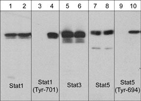 Western blot analysis of human A431 cells untreated (lanes 1, 3, 5, 7, & 9) or treated with EGF (100 nM) for 60 min (lanes 2, 4, 6, 8, & 10). The blots were probed with anti-Stat1 (lanes 1 & 2), anti-Stat1 (Tyr-701) (lanes 3 & 4), anti-Stat3 (lanes 5 & 6), anti-Stat5 (lanes 7 & 8), and anti-Stat5 (Tyr-694) (lanes 9 & 10).