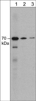 Western blot of adult mouse brain lysate. The blot was probed with mouse monoclonal anti-Syntaphilin (N-terminal region) antibody at 1:250 (lane 1), 1:1000 (lane 2), or 1:2000 (lane 3).