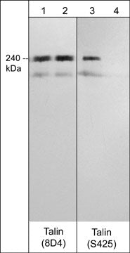 Western blot of rat PC12 cells stimulated with Calyculin A (100 nM) for 30 min (lanes 1-4). The blot was treated with lambda phosphatase (lanes 2 & 4), then probed with mouse monoclonal anti-Talin (8D4) (lanes 1 & 2) or rabbit polyclonal anti-Talin (Ser-425) (lanes 3 & 4) antibodies.