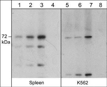 Western blot of mouse spleen (lanes 1-4) and human K562 cells (lanes 5-8). The blots were probed with anti-themis (N-terminal region) rabbit polyclonal antibody at 1:2000 (lanes 1 & 5), 1:1000 (lanes 2 & 6), 1:500 (lanes 3 & 7), or 1:500 in the presence of themis blocking peptide (TX3885) (lanes 4 & 8).