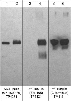 Western blot analysis of 250 ng/lane of a1-Tubulin unphosphorylated (lanes 1, 3, & 5) or phosphorylated at Ser-165 with PKCα (lanes 2, 4, & 6). The blots were probed with anti-α6-Tubulin (a.a. 160-169) (TP4281; lanes 1 & 2), anti-α6-Tubulin (Ser-165) (TP4131; lanes 3 & 4), and anti-α-Tubulin (C-terminus) (TM4111; lanes 5 & 6).