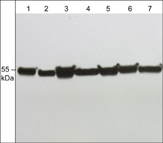 Western blot analysis of α-tubulin expression in human A431 (lane 1), HUVEC (lane 2), Jurkat (lane 3), mouse J774.1 (lane 4), human PC-3 (lane 5), rat PC12 (lane 6), and mouse C2C12 (lane 7). The blot was probed with anti-α-Tubulin (C-terminus) at 1:1000.