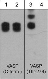 Western blot image of human A431 cells stimulated with calyculin A (100 nM) for 30 min. The blots were untreated (lanes 1 & 3) or treated with lambda phosphatase (lanes 2 & 4), then probed with mouse monoclonal VASP (C-term.) antibody (lanes 1 & 2) or rabbit polyclonal VASP (Thr-278) phospho-specific antibody (lanes 3 & 4).