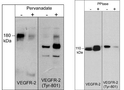 Left: Western blot image of HUVEC cells untreated (-) or treated with pervanadate (1 mM) for 30 min. (+). Right: Western blot image of GST-recombinant VEGFR-2 kinase without (-) or with (+) akaline phosphatase treatment. Both sets of blots were probed with rabbit polyclonal anti-VEGFR-2 (a.a. 1304-1317) or anti-VEGFR-2 (Tyr-801).