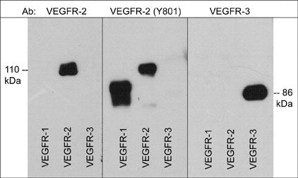 Western blot image of GST-recombinant human VEGFR-1 (89 kDa), VEGFR-2 (110 kDa), and VEGFR-3 (86 kDa) C-terminal regions. The blots were probed with rabbit polyclonal anti-VEGFR-2 (a.a. 1304-1317), anti-VEGFR-2 (Tyr-801, conserved site), and anti-VEGFR-3 (a.a. 1285-1298).