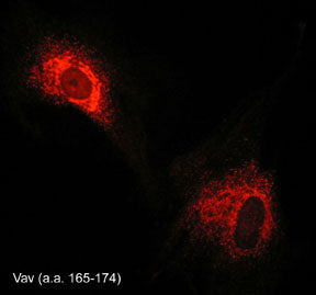 Immunocytochemical labeling of Vav in paraformaldehyde-fixed and NP-40-permeabilized rabbit spleen fibroblasts. The cells were labeled with rabbit polyclonal Vav (a.a. 165-174), and detected using appropriate secondary antibody conjugated to Cy3.