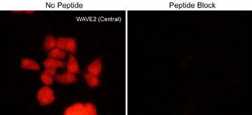 Immunocytochemical labeling of WAVE2 in rat PC12 cells differentiated with NGF. The cells were labeled with rabbit polyclonal WAVE2 (Central) antibody, then detected using appropriate secondary antibody conjugated to Cy3. The antibody was used in the absence (left) or presence (right) of blocking peptide (WX1795).