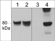 Western blot of human SYF cSrc transformed cells untreated (lanes 1 & 3) or treated (lanes 2 & 4) with pervanadate (1 mM; 30 min). The blots were probed with anti-WAVE1 (N-terminal region) (lanes 1 & 2) or anti-WAVE (Tyr-125) (lanes 3 & 4).
