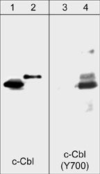 Western blot analysis of human Jurkat cells untreated (lanes 1 & 3) or treated with pervanadate (1 mM) for 30 minutes (lanes 2 & 4). The blot was probed with anti-c-Cbl (CM1591; lanes 1 & 2) or anti-c-Cbl (Tyr-700) (CM1611; lanes 3 & 4).