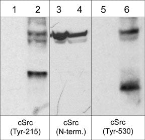 Western blot analysis of mouse SYF cells transformed with c-Src then left untreated (lanes 1, 3, & 5) or treated with pervanadate (1 mM) for 30 minutes (lanes 2, 4, & 6). The blot was probed with anti-c-Src (Tyr-215) (lanes 1 & 2), anti-c-Src (N-terminal region) (lanes 3 & 4), and anti-c-Src (Tyr-530) (lanes 5 & 6).