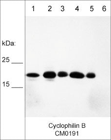 Western blot analysis of human LNCaP (lane 1), MCF7 (lane 2), MDA-MB-231 (lane 3), and MeWo (lane 4) cell lysates, as well as human recombinant full-length cyclophilin B (lane 5) and cyclophilin A (lane 6). The blot was probed with mouse monoclonal anti-cyclophilin B (CM0191) at 1:500.