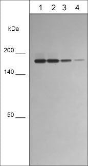 Western blot analysis of human Jurkat whole cell lysate. The blot was probed with mouse monoclonal anti-integrin αL (IM5941) at a dilution of 1:500 (lane 1), 1:1000 (lane 2), 1:2000 (lane 3)  and 1:4000 (lane 4).