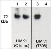 Western blot image of activated mouse recombinant LIMK1 untreated (lanes 1 & 3) or treated with lambda phosphatase (lanes 2 & 4). The blots were probed with anti-LIMK1 (C-term.) (lanes 1 & 2) and anti-LIMK1 (Thr-508) (lanes 3 & 4).