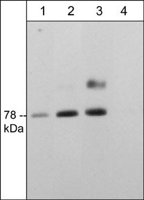 Western blot of adult mouse brain. The blots were probed with anti-nSMase2 (C-terminal region) rabbit polyclonal antibody at 1:2000 (lane 1), 1:1000 (lane 2), or 1:500 in the absence (lane 3) or presence of nSMase2 blocking peptide (SX4065) (lane 4).
