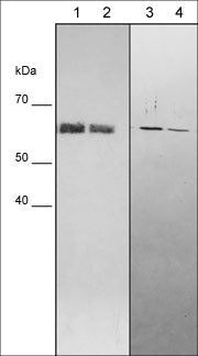 Western blot analysis of human recombinant osteopontin protein (lane 1 & 2) or human MDA-MB-231 cells (lane 3 & 4). The blots were probed with mouse monoclonal anti-Osteopontin (OM5741) at a dilution of 1:1000 (lane 1), 1:4000 (lane 2), 1:250 (lane 3), and 1:1000 (lane 4).