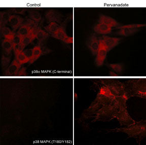 Immunocytochemical labeling of activated p38 MAPK in pervanadate-treated mouse C2C12. The cells were labeled with mouse monoclonal p38α MAPK and p38 MAPK (T180/Y182) antibodies, then the antibodies were detected using appropriate secondary antibodies conjugated to Cy3.
