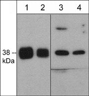 Western blot analysis of p38 MAP kinase in mouse macrophage (J774A.1) cell lysate (lanes 1-4). The blots were probed with mouse monoclonal anti-p38α (C-terminal) at 1:500 (lane 1) and 1:2000 (lane 2) or rabbit polyclonal anti-p38α (a.a. 319-328) at 1:250 (lane 3) and 1:1000 (lane 4).