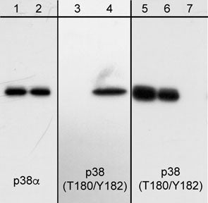 Western blot analysis of A431 cells serum starved overnight (lanes 1 & 3) or treated with pervanadate (1 mM) for 30 minutes (lanes 2 & 4). The blot was probed with anti-p38α (lanes 1 & 2) or anti-p38 (T180/Y182) (lanes 3-4). Lanes 5-7 shows a blot of A431 cells treated with pervanadate and probed with anti-p38 (T180/Y182) in the presence of no peptide (lane 5), phospho-ERK1 (T202/Y204) peptide (lane 6) or phospho-p38 (T180/Y182) peptide (lane 7).